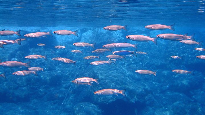 Santorini sealife flock of fishes